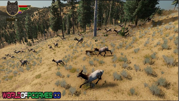 WolfQuest Edition Free Download By worldofpcgames.com