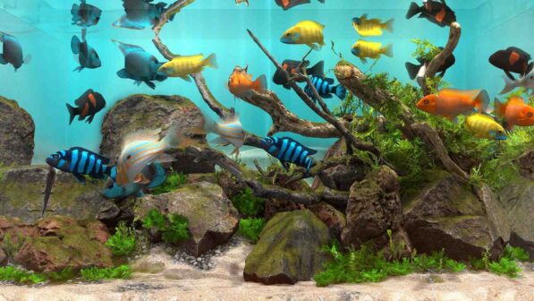 Behind Glass Aquarium Simulator Online