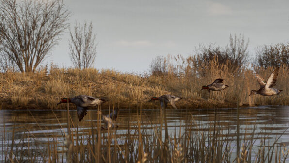 BULT Hunting simulator On pc